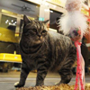 新加坡5星級貓咪寵物旅店